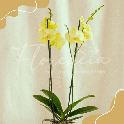 Orquídea